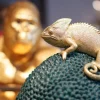 KARE Deko Dose Chameleon 34 Clearance
