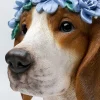KARE Deko Objekt Fiori Beagle 47cm Sale