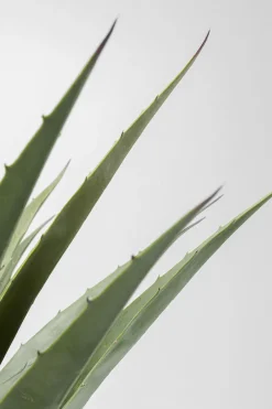 KARE Deko Pflanze Agave 85cm Clearance