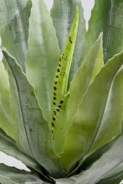 KARE Deko Pflanze Agave 40cm