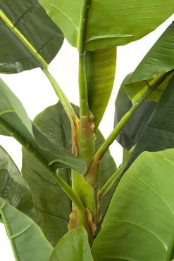 KARE Deko Pflanze Banana Tree 180cm Sale