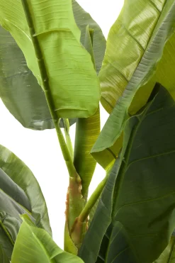 KARE Deko Pflanze Banana Tree 180cm Sale