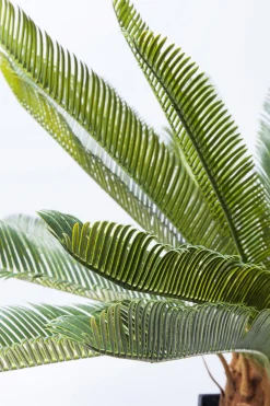KARE Deko Pflanze Cycas Tree 78cm Sale