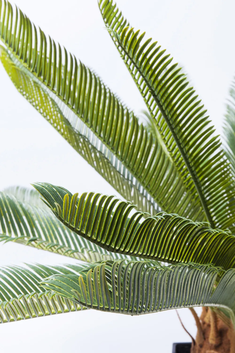 KARE Deko Pflanze Cycas Tree 78cm Sale