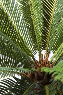KARE Deko Pflanze Cycas Tree 78cm Sale