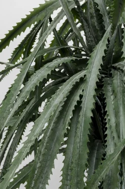 KARE Deko Pflanze Dragon Tree 155cm Hot