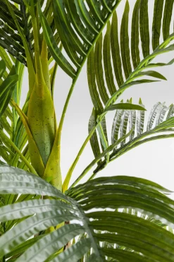 KARE Deko Pflanze Palm Tree 190cm Hot
