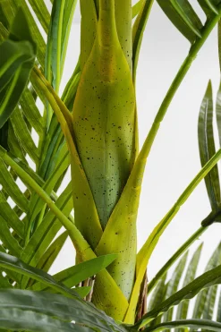 KARE Deko Pflanze Palm Tree 190cm Hot