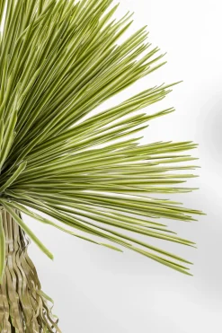 KARE Deko Pflanze Yucca Rostrata 180cm Sale