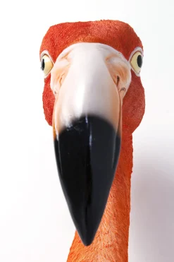 KARE Wandschmuck Flamingo Road 72cm Sale