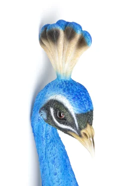 KARE Wandschmuck Peacock Clearance